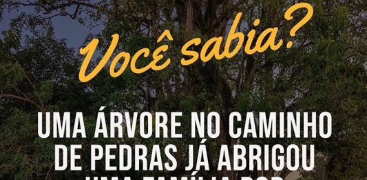Guia Bento: Curiosidade