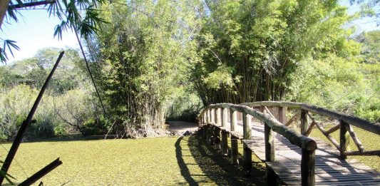 Jardim Botânico de Porto Alegre promove visita virtual em comemoração aos seus 62 anos