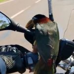 Tucano pega carona em moto da PRF até voltar pra natureza. Assista!