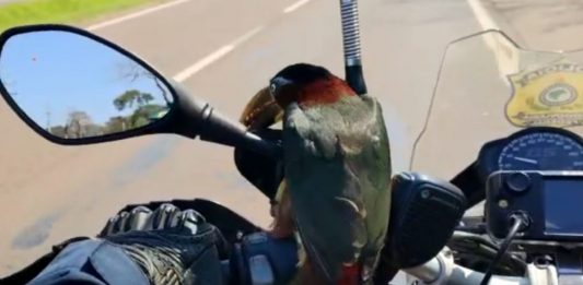 Tucano pega carona em moto da PRF até voltar pra natureza. Assista!