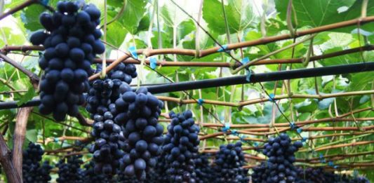 Embrapa lança vídeo que ensina sobre o manejo de cachos em uvas sem sementes