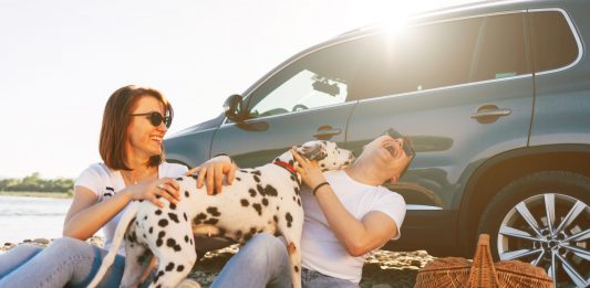 Confira algumas dicas importantes para cuidar dos animais no período de final de ano