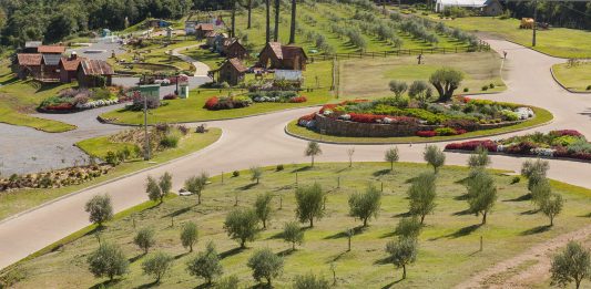 Oliveiras em Gramado. Foto: Cristiano Carmel