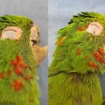 Papagaio ferido tem bico reconstruído e ganha nova vida