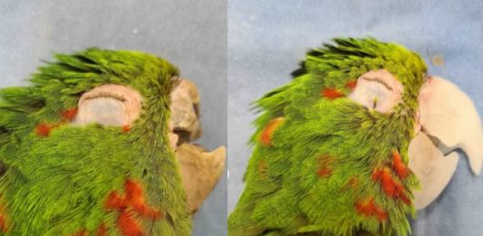 Papagaio ferido tem bico reconstruído e ganha nova vida