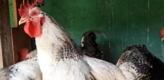 Caso raro: galo bota ovos e surpreende moradores de Santa Catarina