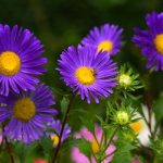 Por que uma flor da Wikipédia tem 90 milhões de acessos por dia?