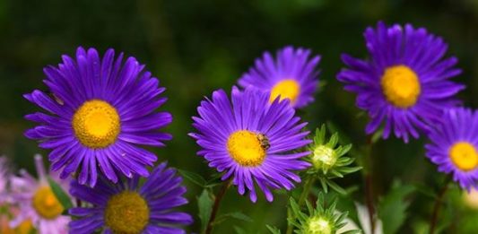 Por que uma flor da Wikipédia tem 90 milhões de acessos por dia? Por que uma flor da Wikipédia tem 90 milhões de acessos por dia?