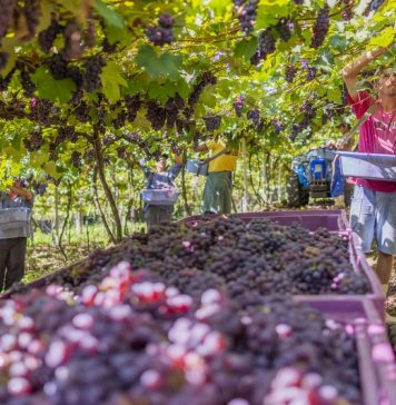 Cooperativas Vinícolas preveem regularização dos estoques com a Safra 2021