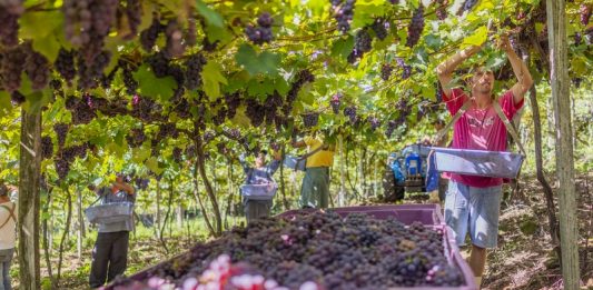 Cooperativas Vinícolas preveem regularização dos estoques com a Safra 2021
