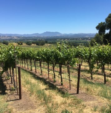 Vinícola quer contratar amante de vinho por R$ 55 mil e ainda aluguel grátis por um ano