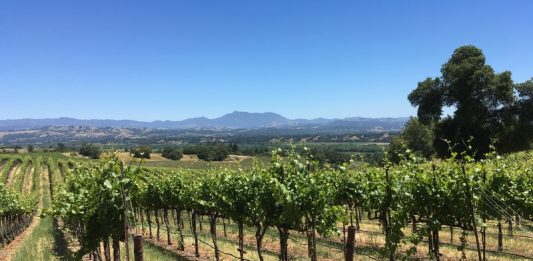 Vinícola quer contratar amante de vinho por R$ 55 mil e ainda aluguel grátis por um ano