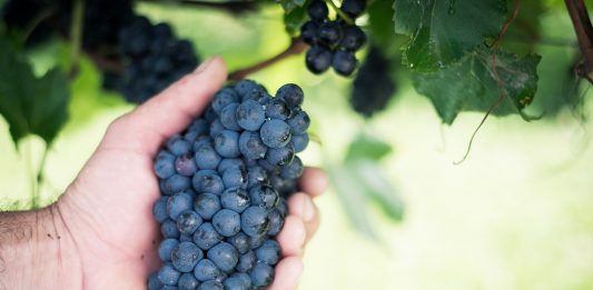 Safra de uvas 2021 é concluída na Vinícola Aurora e volume chega a 90 milhões de quilos