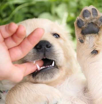 Como ensinar o pet a não morder