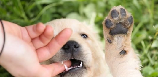 Como ensinar o pet a não morder