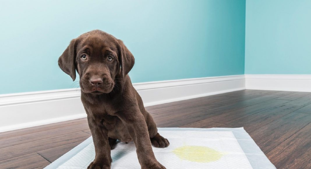 Como ensinar cachorro a fazer as necessidades no lugar certo