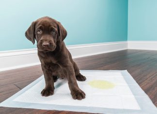 Como ensinar cachorro a fazer as necessidades no lugar certo