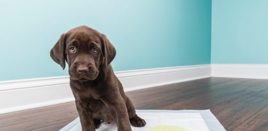 Como ensinar cachorro a fazer as necessidades no lugar certo