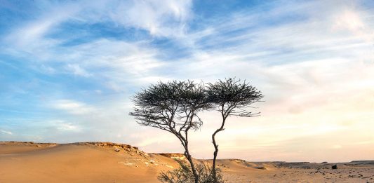 Estudo descobre quase 2 bilhões de árvores no deserto do Saara e no Sahel