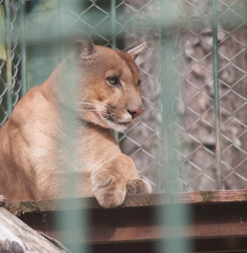 Maior felino do zoológico da UCS passa por check-up