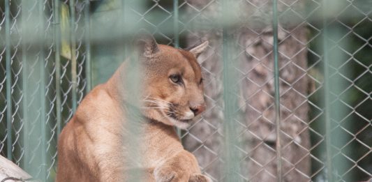 Maior felino do zoológico da UCS passa por check-up