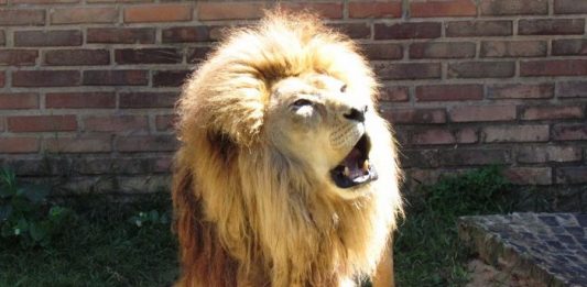 Morre o leão mais antigo do Parque Zoológico de Sapucaia
