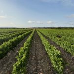 A Espanha é líder mundial em vinhos sem produtos químicos