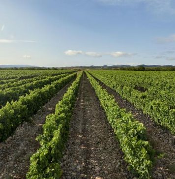 A Espanha é líder mundial em vinhos sem produtos químicos