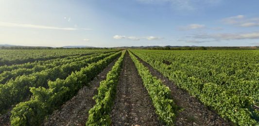 A Espanha é líder mundial em vinhos sem produtos químicos