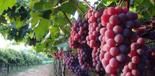 Rumo ao centenário, Vinícola Aurora aposta na sucessão rural