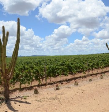 Brasil terá primeira Indicação Geográfica de vinhos tropicais do mundo