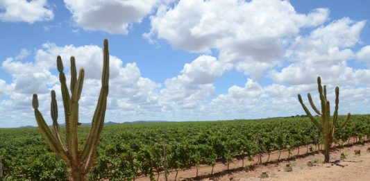 Brasil terá primeira Indicação Geográfica de vinhos tropicais do mundo