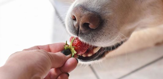 Conheça quatro frutas que são saudáveis para os cães