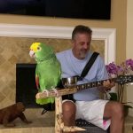 Papagaio viraliza cantando Led Zeppelin, Beatles e Guns