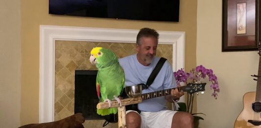 Papagaio viraliza cantando Led Zeppelin, Beatles e Guns