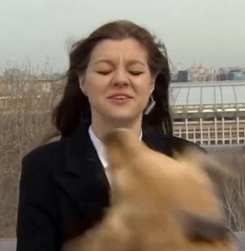 Cachorro rouba microfone de repórter que estava ao vivo na Rússia