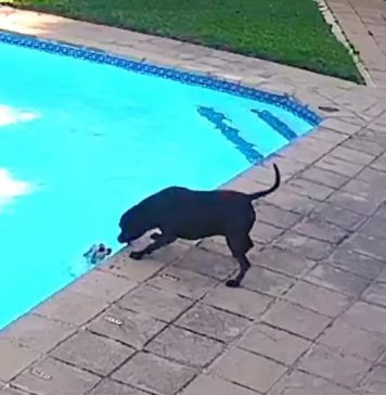 Cachorro herói salva o melhor amigo de se afogar na piscina