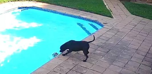 Cachorro herói salva o melhor amigo de se afogar na piscina