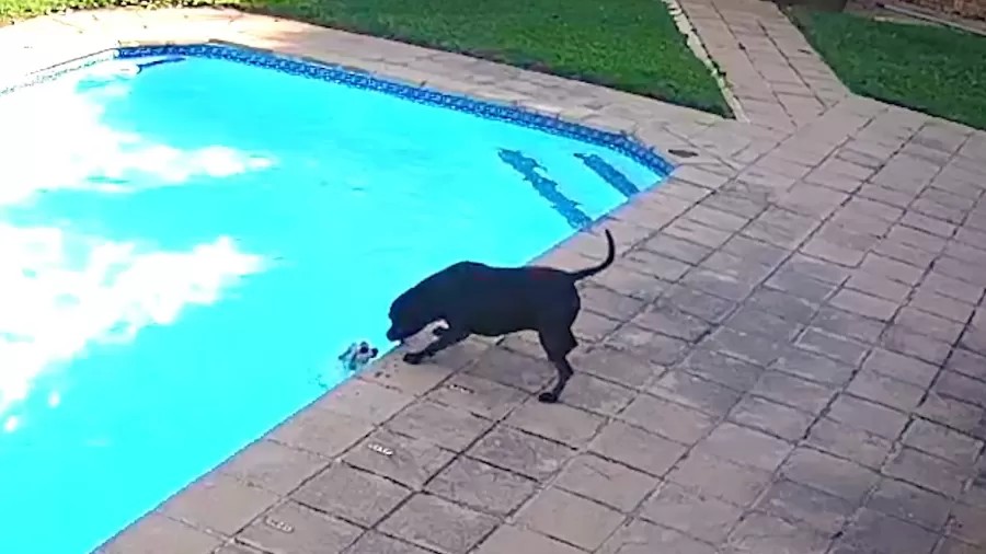 Cachorro herói salva o melhor amigo de se afogar na piscina