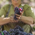 Vinícola Garibaldi cresce em meio a pandemia e apresenta Relatório de Sustentabilidade