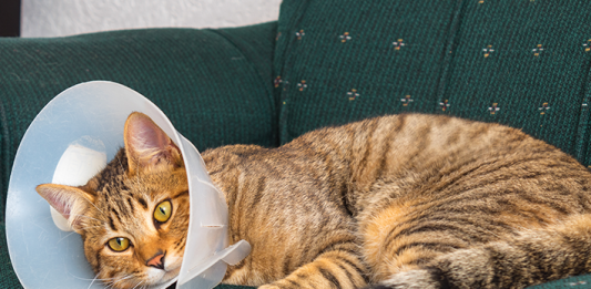 Castração: confira todos os cuidados necessários com o seu pet