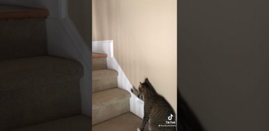 Gato bebe vinho e tenta subir as escadas
