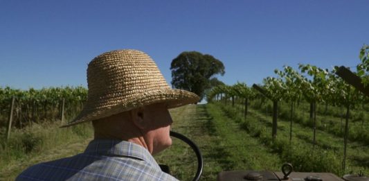 Semana Cultural italiana de Bento terá Gincana do Vinho