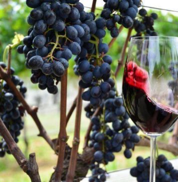 Vinhos e espumantes da Serra Gaúcha são premiados na França