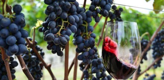 Vinhos e espumantes da Serra Gaúcha são premiados na França