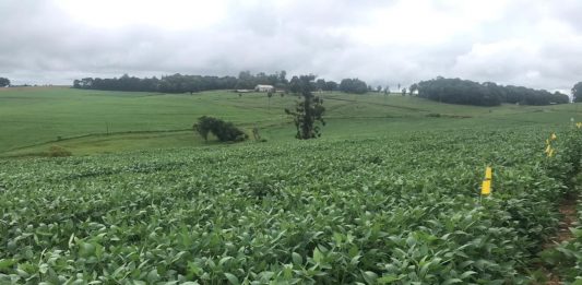 IFRS oferece avaliação nutricional de videiras e análise do solo para produtores rurais