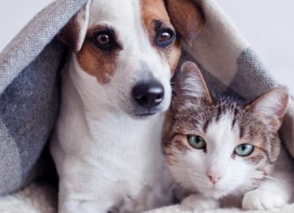 Frio e os pets: dicas importantes!