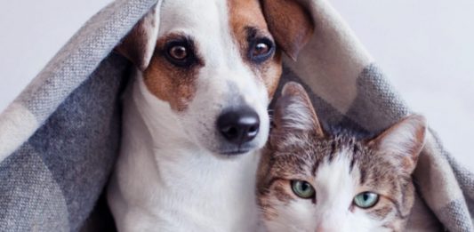 Frio e os pets: dicas importantes!