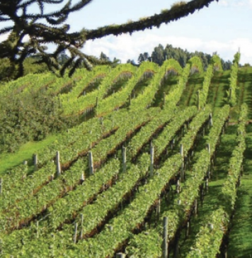 Vinhos de Altitude de Santa Catarina recebem Indicação de Procedência