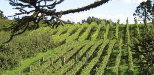 Vinhos de Altitude de Santa Catarina recebem Indicação de Procedência